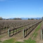 Vineyard For Sale Lake County