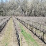 Vineyard For Sale Lake County